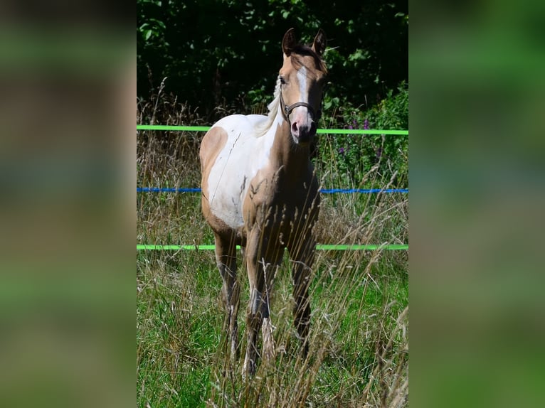 Paint Horse Merrie 1 Jaar 150 cm Champagne in Buchbach