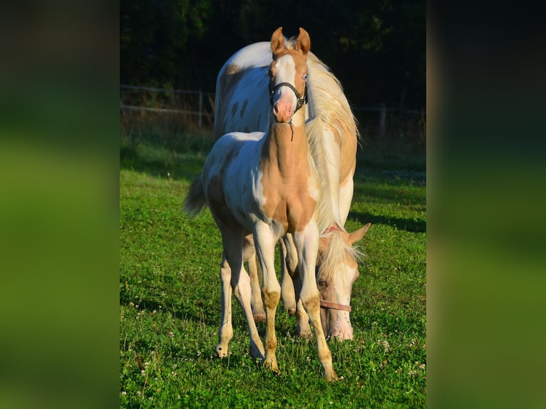 Paint Horse Merrie 1 Jaar 150 cm Champagne in Buchbach