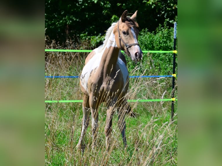 Paint Horse Merrie 1 Jaar 150 cm Champagne in Buchbach