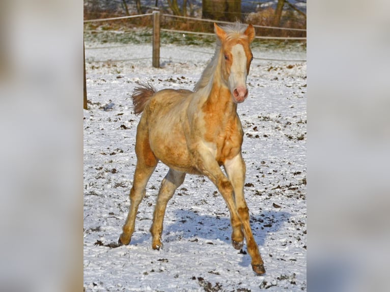 Paint Horse Merrie 1 Jaar 150 cm Champagne in Buchbach