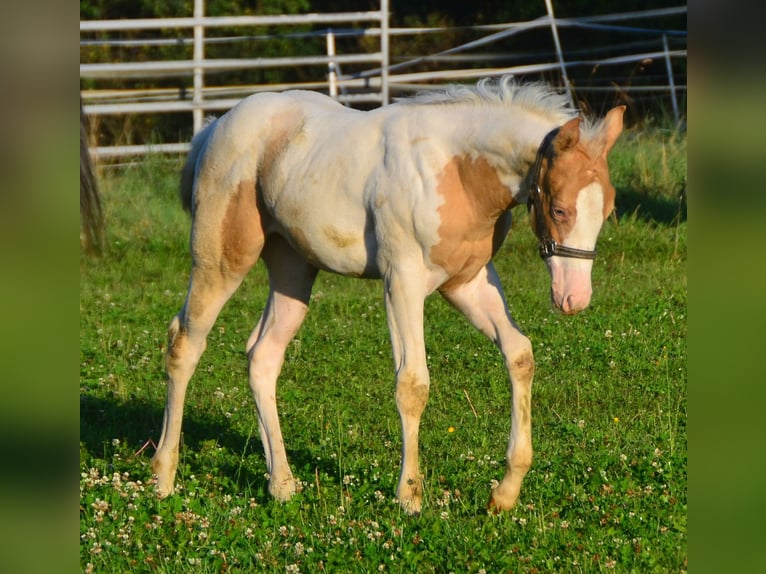 Paint Horse Merrie 1 Jaar 150 cm Champagne in Buchbach