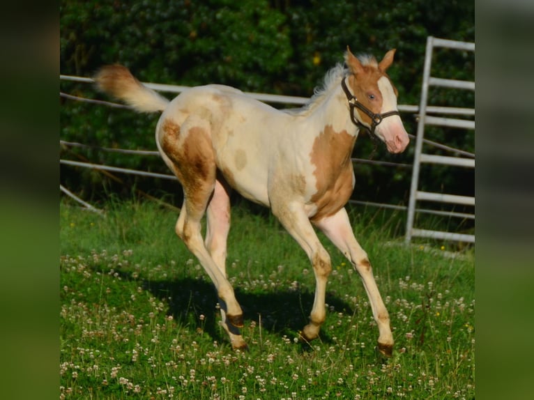 Paint Horse Merrie 1 Jaar 150 cm Champagne in Buchbach