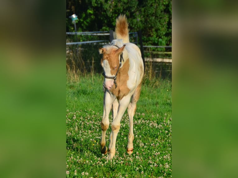 Paint Horse Merrie 1 Jaar 150 cm Champagne in Buchbach