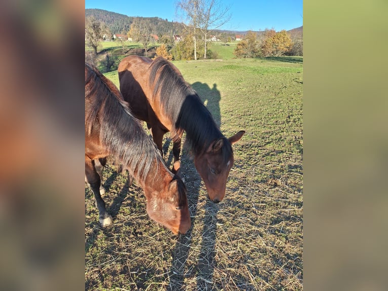 Paint Horse Merrie 1 Jaar 150 cm Donkerbruin in Balingen