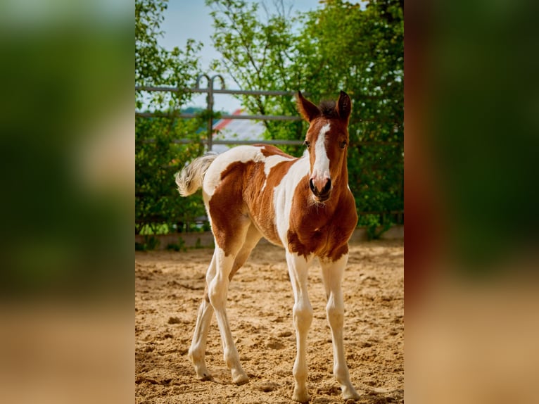 Paint Horse Merrie 1 Jaar 150 cm Gevlekt-paard in Eggenthal