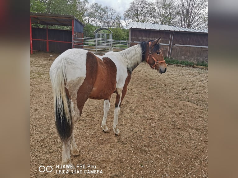 Paint Horse Merrie 1 Jaar 150 cm Gevlekt-paard in Betteldorf