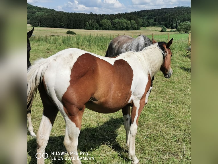 Paint Horse Merrie 1 Jaar 150 cm Gevlekt-paard in Betteldorf