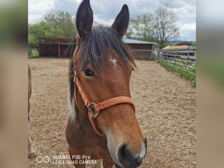 Paint Horse Merrie 1 Jaar 150 cm Gevlekt-paard in Betteldorf