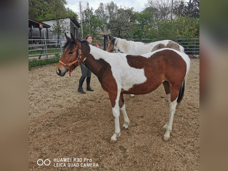 Paint Horse Merrie 1 Jaar 150 cm Gevlekt-paard in Betteldorf