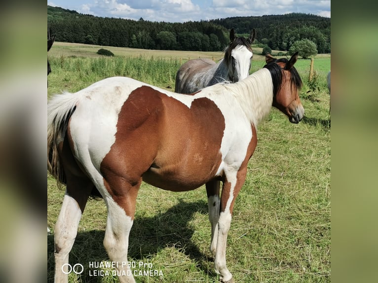 Paint Horse Merrie 1 Jaar 150 cm Gevlekt-paard in Betteldorf