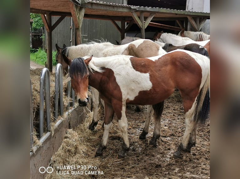 Paint Horse Merrie 1 Jaar 150 cm Gevlekt-paard in Betteldorf