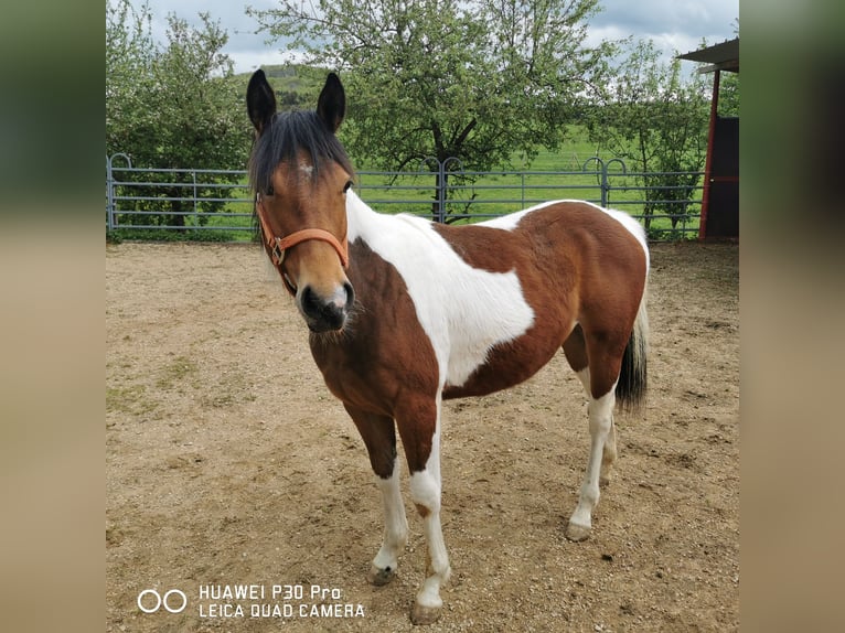 Paint Horse Merrie 1 Jaar 150 cm Gevlekt-paard in Betteldorf