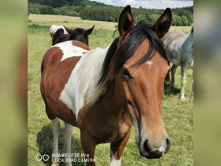 Paint Horse Merrie 1 Jaar 150 cm Gevlekt-paard in Betteldorf