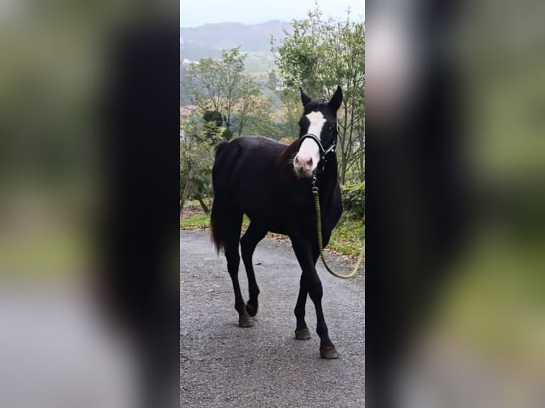 Paint Horse Merrie 1 Jaar 150 cm Overo-alle-kleuren in Zaldibar