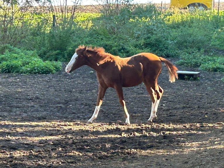 Paint Horse Merrie 1 Jaar 150 cm Overo-alle-kleuren in Steinebrunn