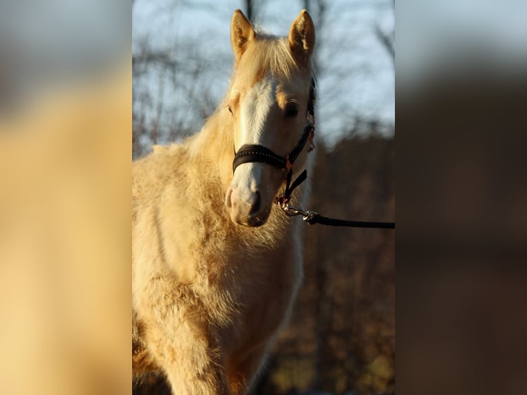 Paint Horse Merrie 1 Jaar 150 cm Palomino in Hellenthal