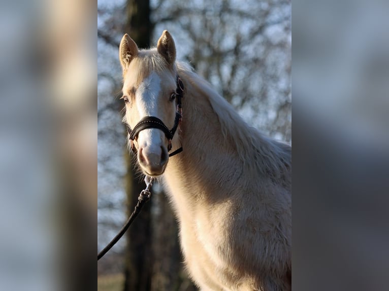 Paint Horse Merrie 1 Jaar 150 cm Palomino in Hellenthal