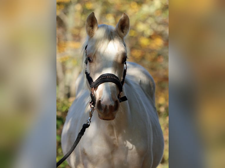 Paint Horse Merrie 1 Jaar 150 cm Palomino in Hellenthal