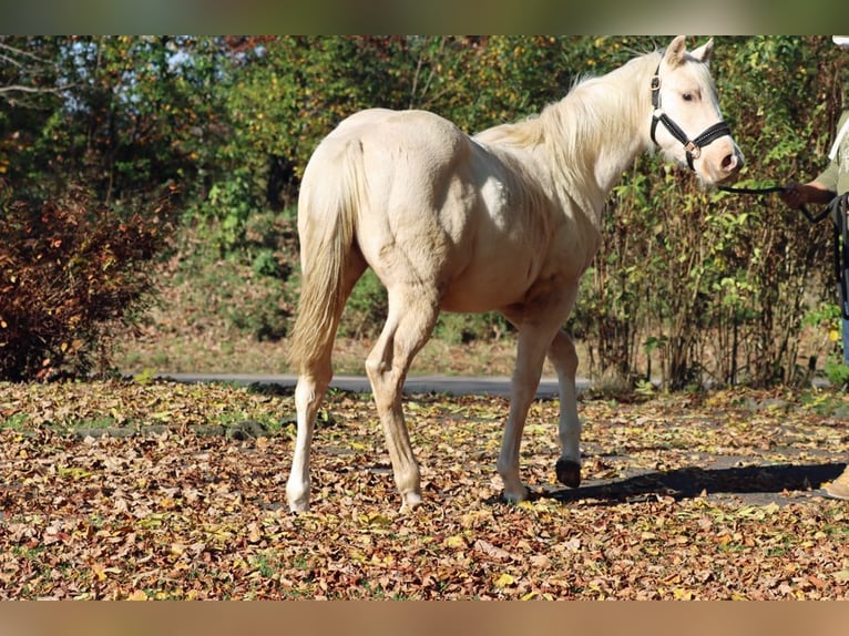 Paint Horse Merrie 1 Jaar 150 cm Palomino in Hellenthal