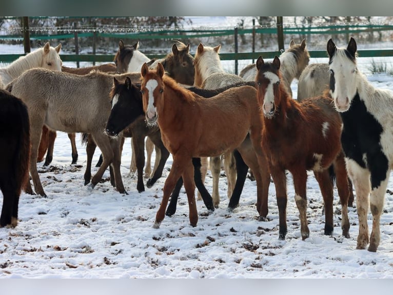 Paint Horse Merrie 1 Jaar 150 cm Red Dun in Hellenthal