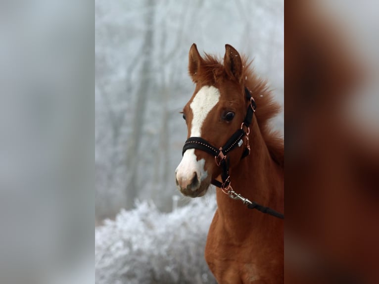 Paint Horse Merrie 1 Jaar 150 cm Red Dun in Hellenthal