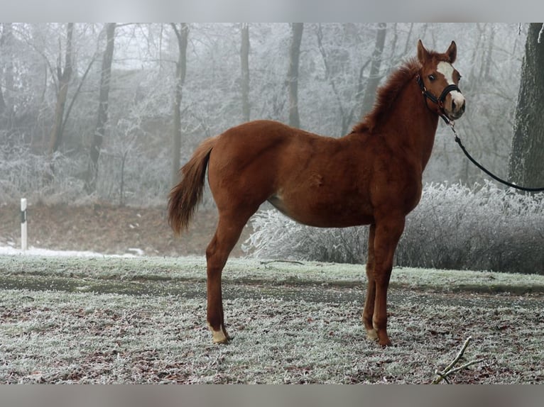 Paint Horse Merrie 1 Jaar 150 cm Red Dun in Hellenthal