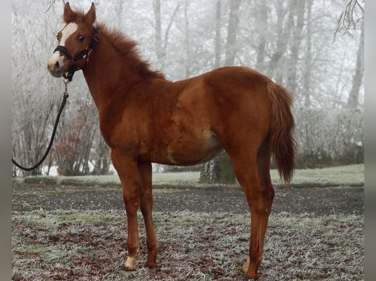 Paint Horse Merrie 1 Jaar 150 cm Red Dun in Hellenthal