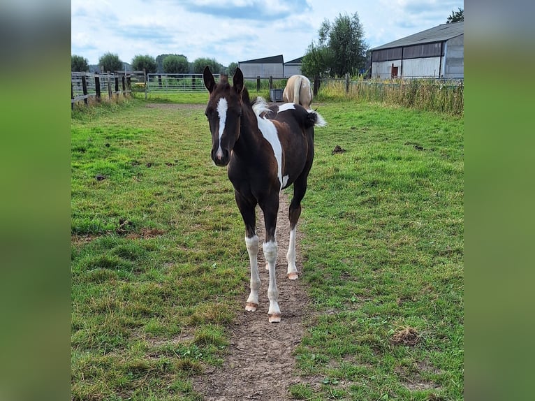 Paint Horse Mix Merrie 1 Jaar 150 cm Tobiano-alle-kleuren in Gavere