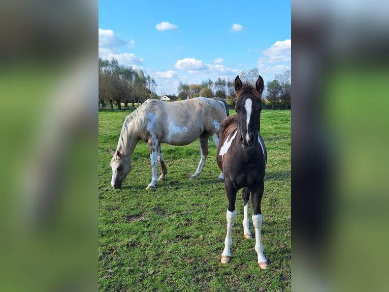 Paint Horse Mix Merrie 1 Jaar 150 cm Tobiano-alle-kleuren in Gavere