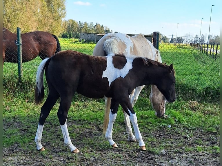 Paint Horse Mix Merrie 1 Jaar 150 cm Tobiano-alle-kleuren in Gavere