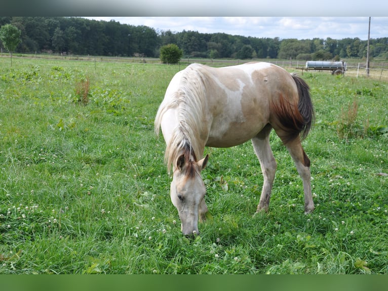 Paint Horse Merrie 1 Jaar 150 cm Tobiano-alle-kleuren in Bückeburg Evesen