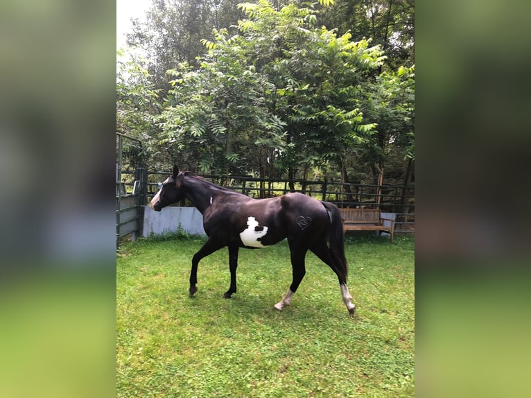 Paint Horse Merrie 1 Jaar 151 cm Overo-alle-kleuren in Bebra