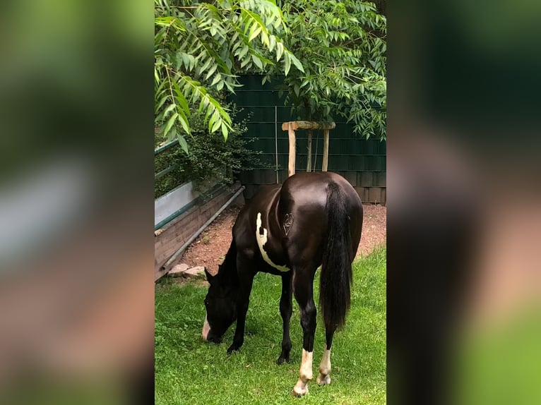 Paint Horse Merrie 1 Jaar 151 cm Overo-alle-kleuren in Bebra