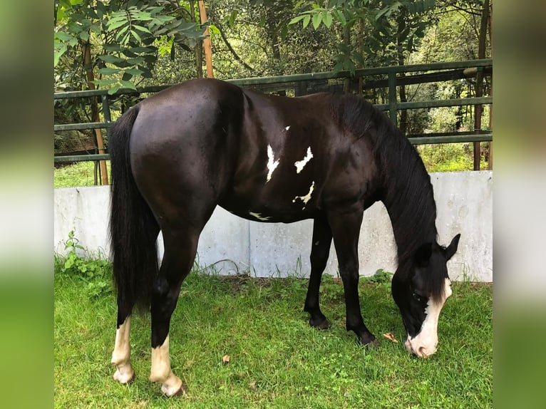 Paint Horse Merrie 1 Jaar 151 cm Overo-alle-kleuren in Bebra