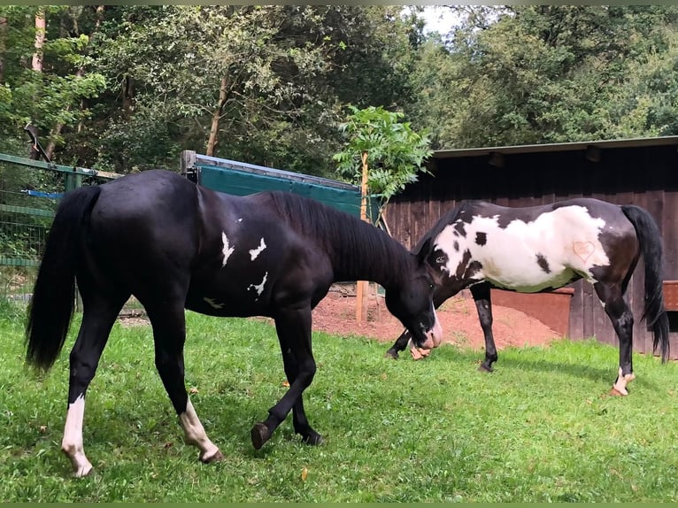 Paint Horse Merrie 1 Jaar 151 cm Overo-alle-kleuren in Bebra