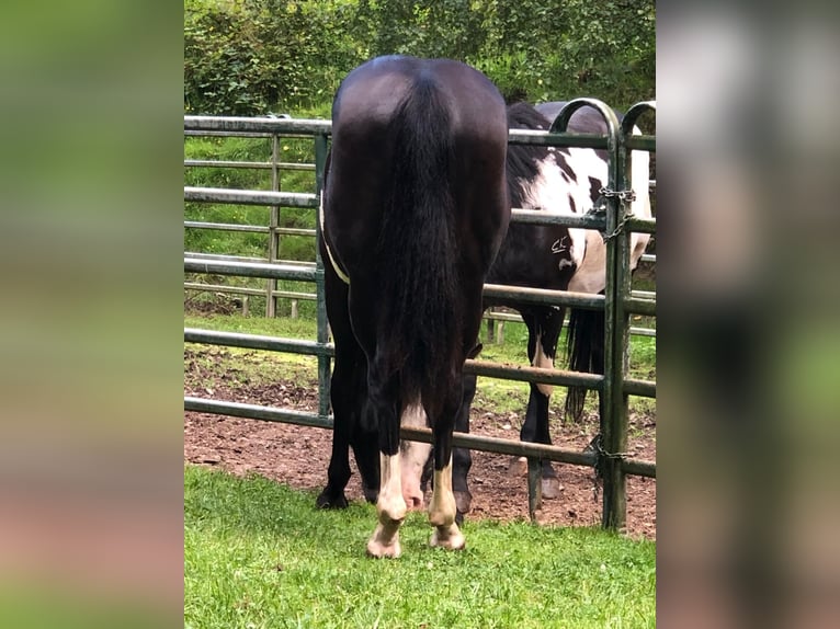 Paint Horse Merrie 1 Jaar 151 cm Overo-alle-kleuren in Bebra