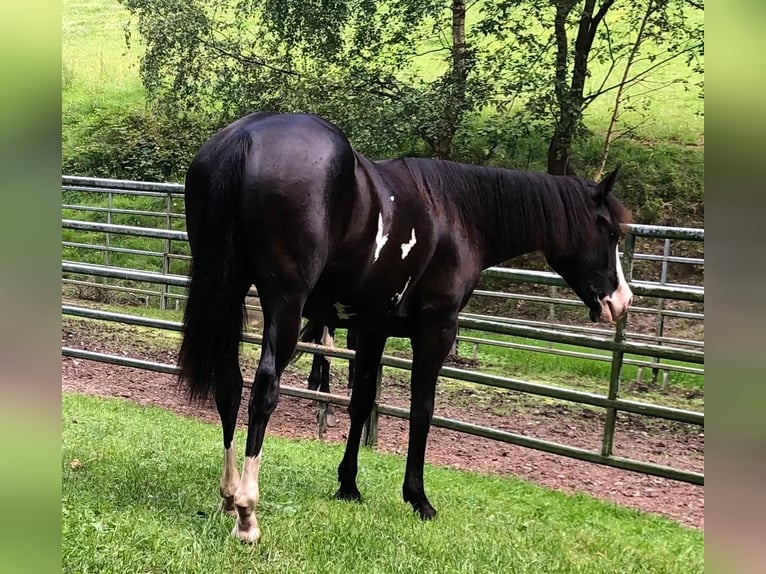 Paint Horse Merrie 1 Jaar 151 cm Overo-alle-kleuren in Bebra