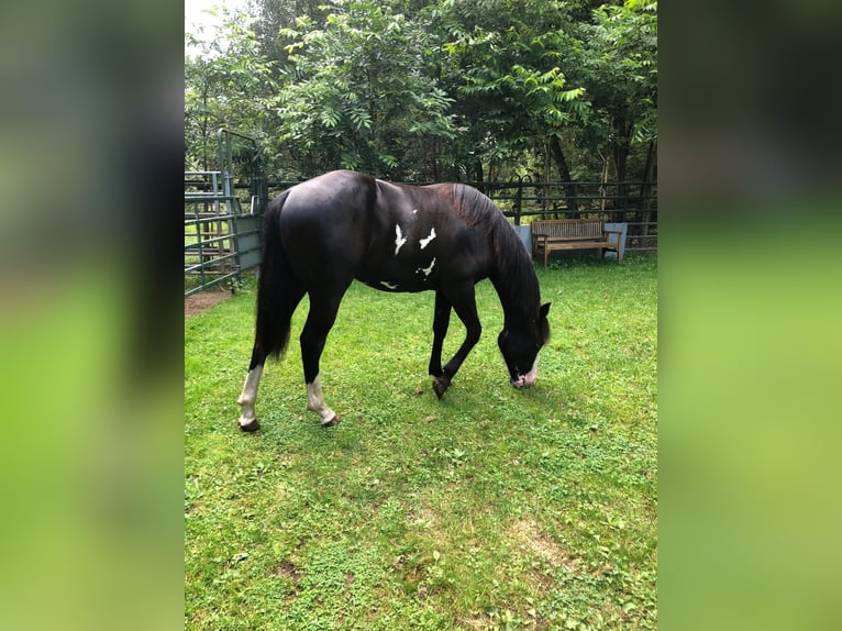 Paint Horse Merrie 1 Jaar 151 cm Overo-alle-kleuren in Bebra