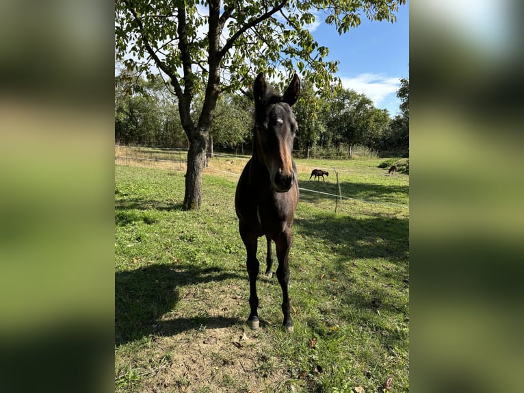 Paint Horse Merrie 1 Jaar 152 cm Donkerbruin in Mühlhausen