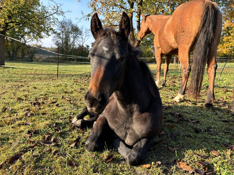 Paint Horse Merrie 1 Jaar 152 cm Donkerbruin in Mühlhausen