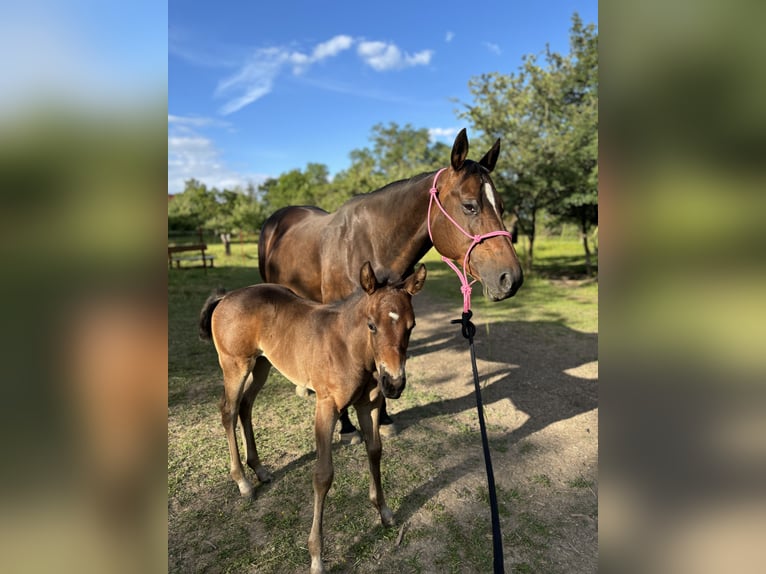 Paint Horse Merrie 1 Jaar 152 cm Donkerbruin in Mühlhausen