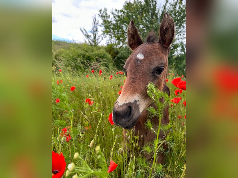 Paint Horse Merrie 1 Jaar 152 cm Donkerbruin in Mühlhausen