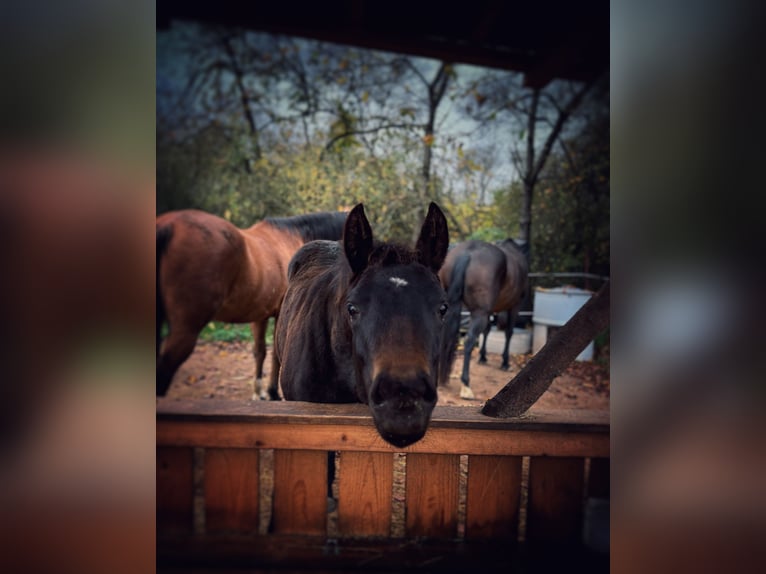 Paint Horse Merrie 1 Jaar 152 cm Donkerbruin in Mühlhausen