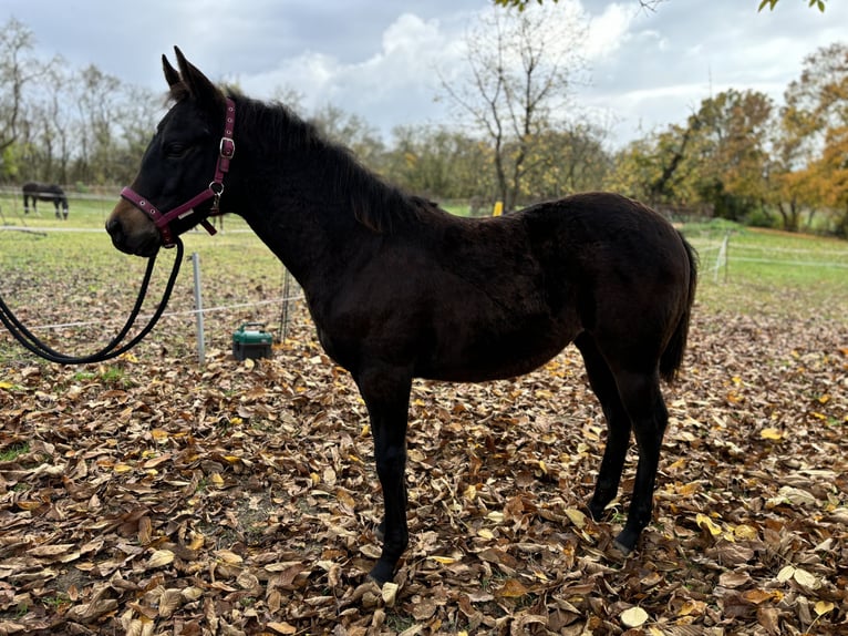 Paint Horse Merrie 1 Jaar 152 cm Donkerbruin in Mühlhausen