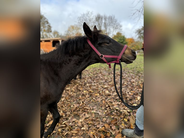 Paint Horse Merrie 1 Jaar 152 cm Donkerbruin in Mühlhausen