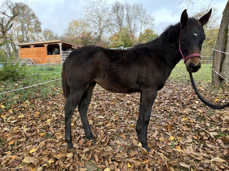 Paint Horse Merrie 1 Jaar 152 cm Donkerbruin in Mühlhausen