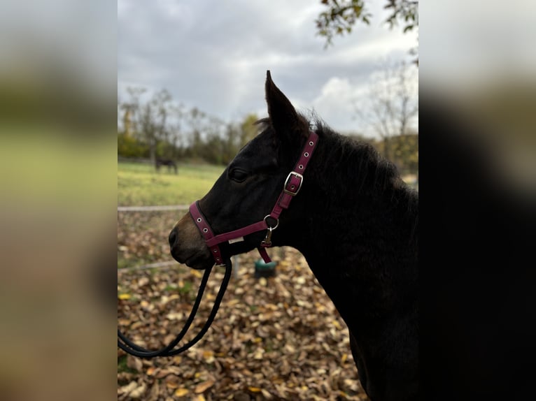 Paint Horse Merrie 1 Jaar 152 cm Donkerbruin in Mühlhausen