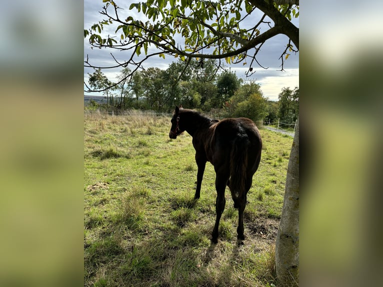 Paint Horse Merrie 1 Jaar 152 cm Donkerbruin in Mühlhausen