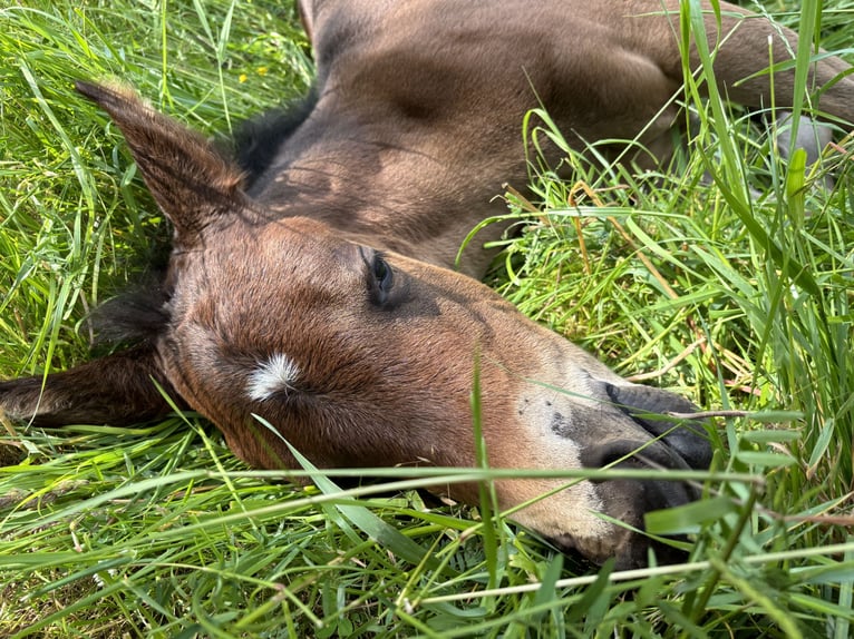 Paint Horse Merrie 1 Jaar 152 cm Donkerbruin in Mühlhausen