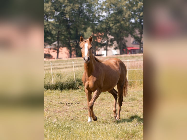 Paint Horse Merrie 1 Jaar 152 cm Donkere-vos in Lahn